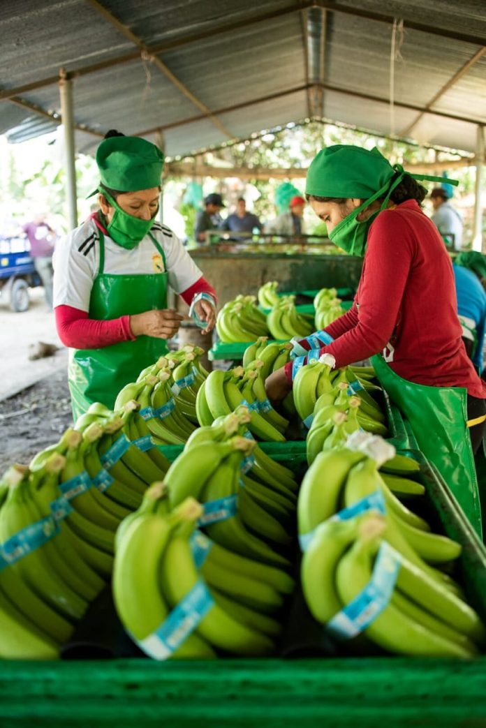 AGROEXPORTACION