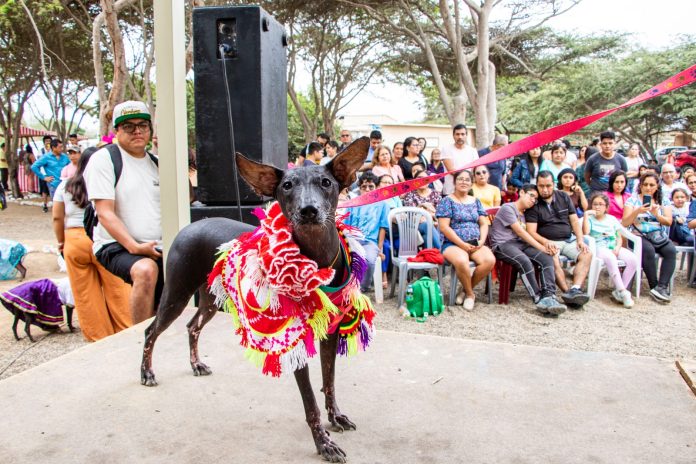 FOTO PERRO CALATO
