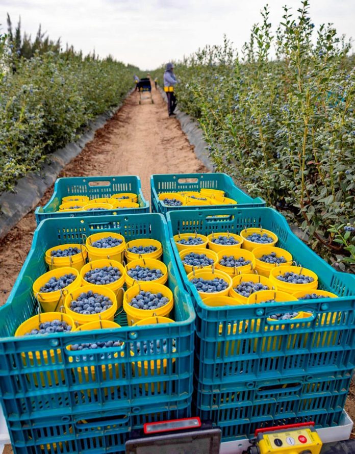 AGROEXPORTACION