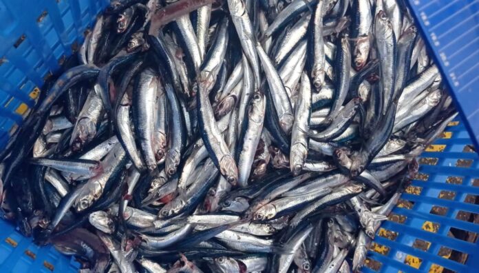 FOTO PESCA